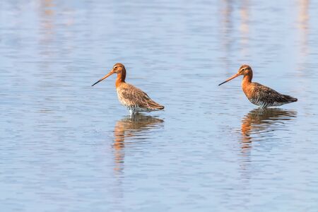 Black Tailed Godwit (Limosa limosa) Wader Birds Foraging in shallow waterの写真素材