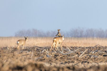 Wild roe deer in a field, spring timeの写真素材