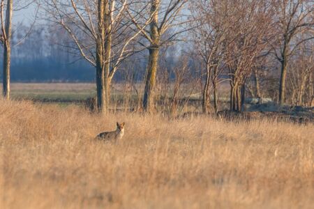 Red Fox in field, spring morning (Vulpes vulpes)の写真素材