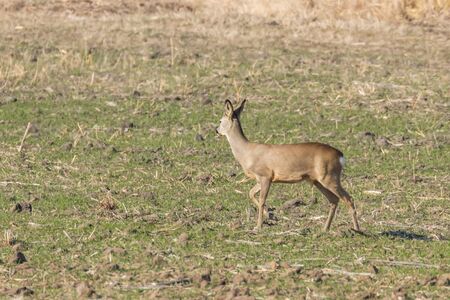 Wild roe deer in a field, spring timeの写真素材
