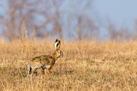 European Brown Hare (Lepus europeaus) hiding in field spring timeの写真素材