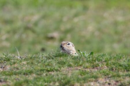 European ground squirrel, Souslik (Spermophilus citellus) natural environmentの写真素材