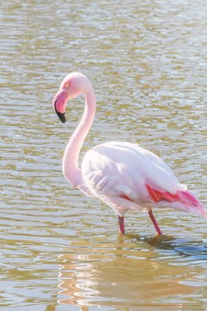 Pink Flamingo, Greater flamingo in their natural environment (Phoenicopterus roseus)の写真素材