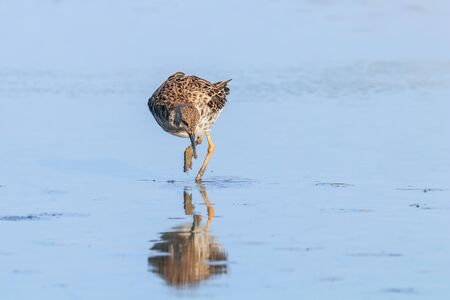Ruff water bird (Philomachus pugnax) Ruff in waterの写真素材