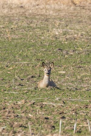 Wild roe deer in a field, spring timeの写真素材