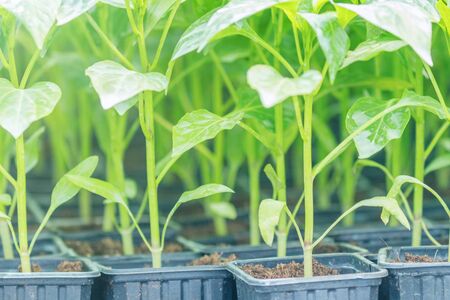 Peppers seedlings greenhouse. Growing pepper seedlings. Greenhouse Pepper sprouts.の写真素材