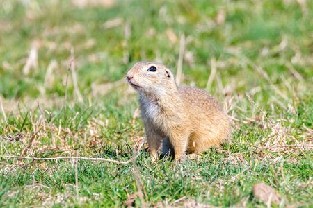 Souslik (Spermophilus citellus) European ground squirrel in the natural environmentの写真素材