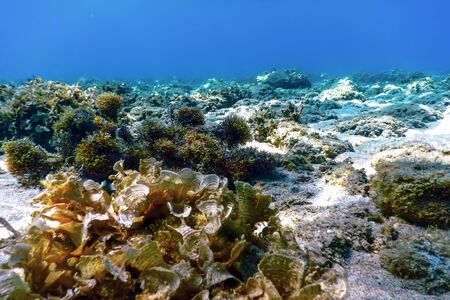 Underwater Scene Sunlight, Underwater Life.の写真素材