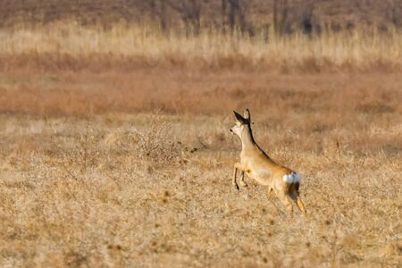 Wild roe deer in a field, spring timeの写真素材