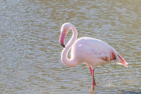 Pink Flamingo, Greater flamingo in their natural environment (Phoenicopterus roseus)の写真素材