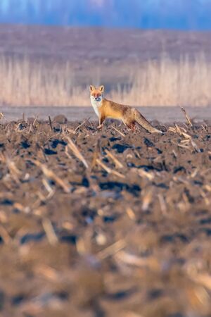 Red Fox in field, spring morning (Vulpes vulpes)の写真素材