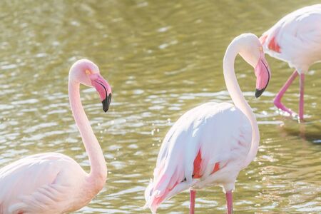 Two pink flamingos walking in the water  in natural environmentの写真素材