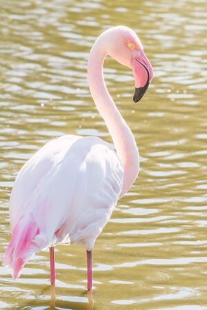 Pink Flamingo, Greater flamingo in their natural environment (Phoenicopterus roseus)の写真素材