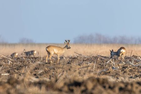 Wild roe deer in a field, spring timeの写真素材