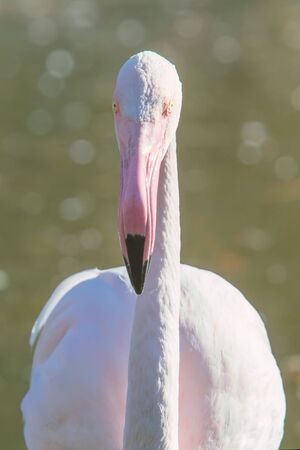 Greater flamingo portrait, Pink Flamingo portrait (Phoenicopterus roseus)の写真素材
