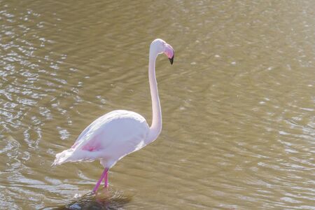 Pink Flamingo, Greater flamingo in their natural environment (Phoenicopterus roseus)の写真素材