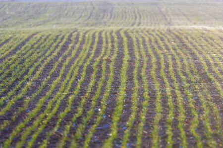 Green fields with young sprouts at sunrise Spider web on a green wheat, spring agricultural sunriseの写真素材