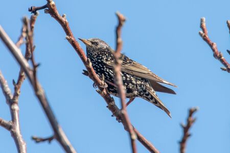 Common Starling on a branch, Sturnus vulgarisの写真素材