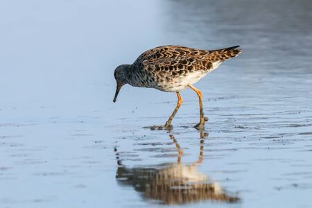 Ruff water bird (Philomachus pugnax) Ruff in waterの写真素材