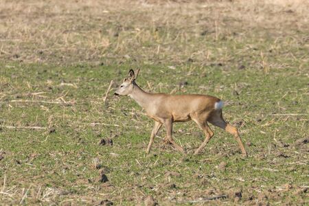 Wild roe deer in a field, spring timeの写真素材