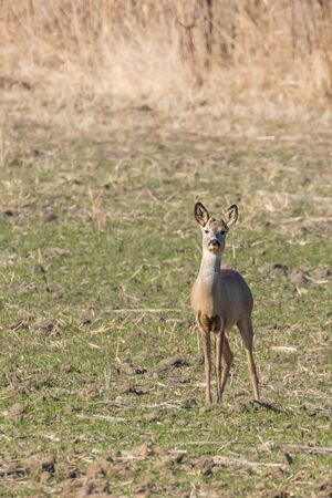 Wild roe deer in a field, spring timeの写真素材