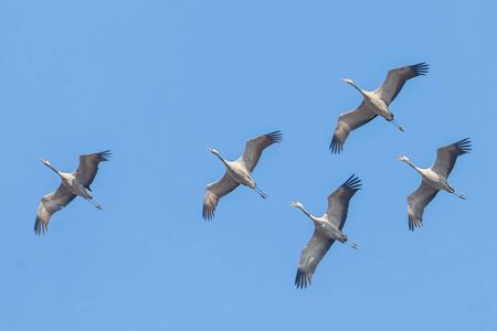 Common Cranes in flight blue skies, (Grus grus) migrationの写真素材