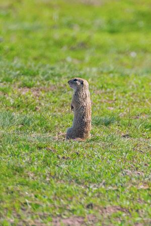 European ground squirrel, Souslik (Spermophilus citellus) natural environmentの写真素材