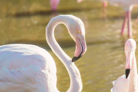 Pink Flamingo, Greater flamingo in their natural environment (Phoenicopterus roseus)の写真素材