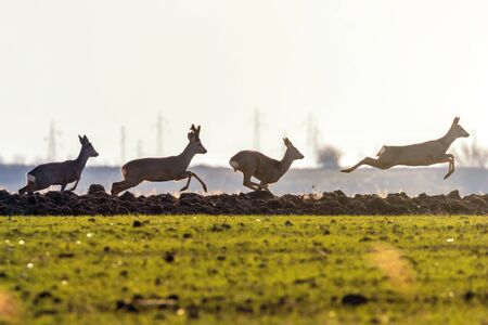 Wild roe deer in a field, spring timeの写真素材