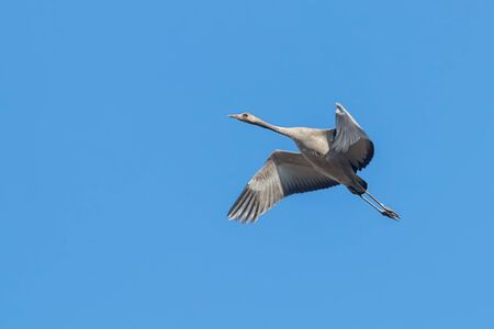 Common Crane in flight blue skies (Grus grus) migrationの写真素材