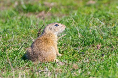 European ground squirrel, Souslik (Spermophilus citellus) natural environmentの写真素材