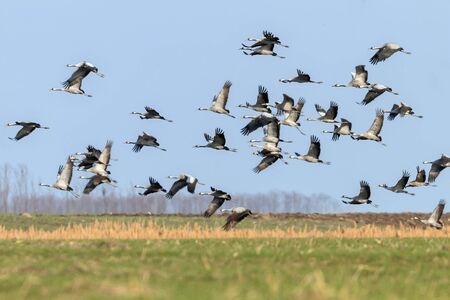 Flying flock of Common Crane (Grus grus) in flight blue skies, migrationの写真素材