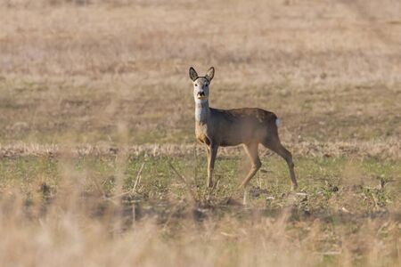 Wild roe deer in a field, spring timeの写真素材
