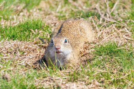 Souslik (Spermophilus citellus) European ground squirrel in the natural environmentの写真素材
