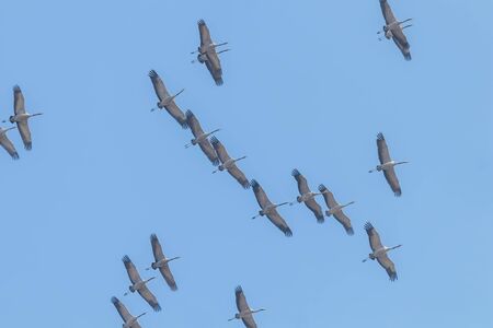 Flying flock of Common Crane (Grus grus) in flight blue skies, migrationの写真素材
