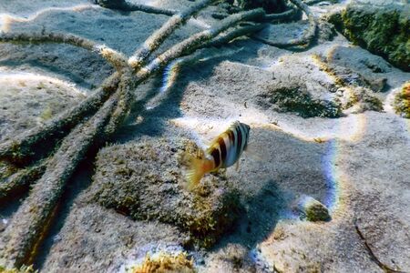 Sandy bottom, fish swimming underwaterの写真素材