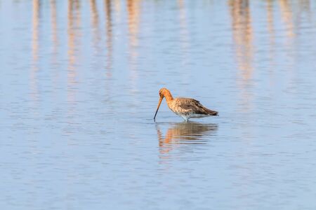 Black Tailed Godwit (Limosa limosa) Wader Bird Foraging in shallow waterの写真素材