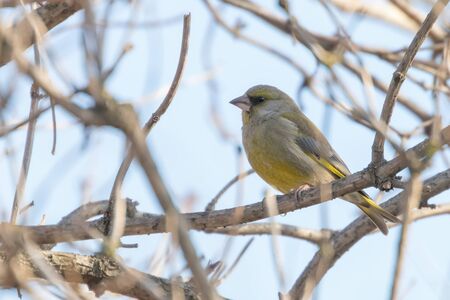 Greenfinch Male (Chloris chloris) on tree, Spring time European greenfinchの写真素材