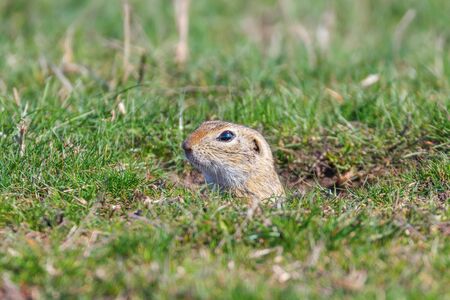 Souslik (Spermophilus citellus) European ground squirrel in the natural environmentの写真素材
