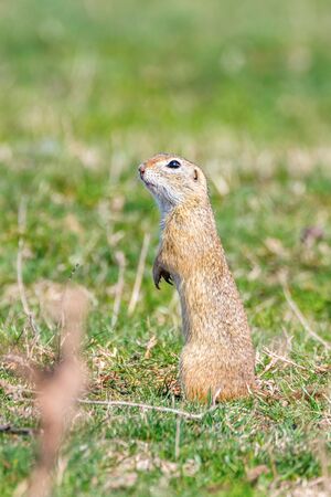 European ground squirrel, Souslik (Spermophilus citellus) natural environmentの写真素材