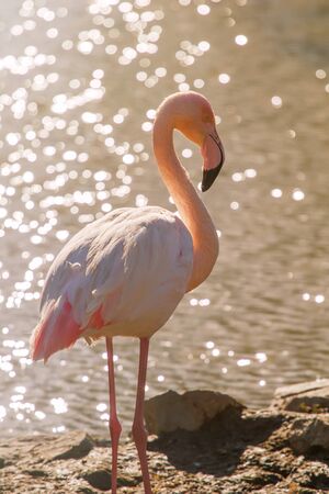 Pink Flamingo, Greater flamingo in their natural environment (Phoenicopterus roseus)の写真素材