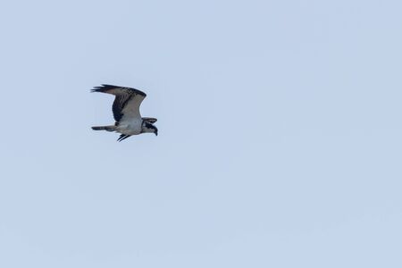Osprey in flight (Pandion haliaetus)の写真素材