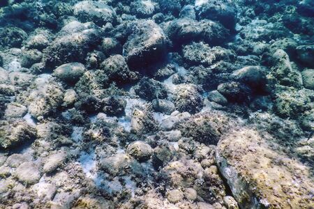 Sea Life Underwater rocks Sunlight, Underwater Life.の写真素材