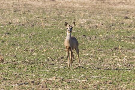 Wild roe deer in a field, spring timeの写真素材