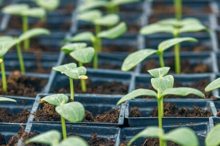 Cucumber Sprouts Greenhouse, Potted Cucumber. Sprouted Cucumber. Spring Seedlings.の写真素材