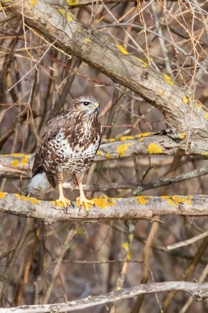 Common buzzard (Buteo buteo) Camouflageの写真素材
