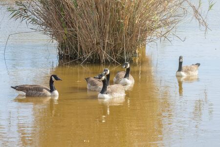 Canadian geese in the lake autumn (Branta canadensis)の写真素材