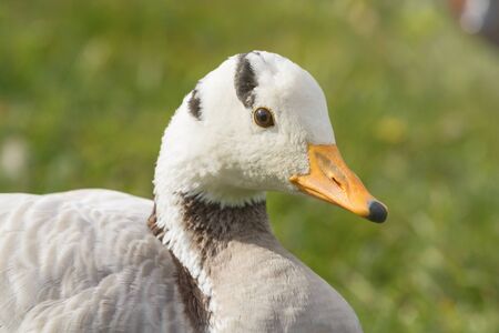 Bar headed goose Close up portrait (Anser indicus)の写真素材