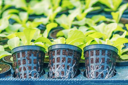 Lettuce Hydroponic farm. Lettuce Sprouts. Green Young Lettuce Plants. Lettuce seedlings. Spring Seedlings.の写真素材