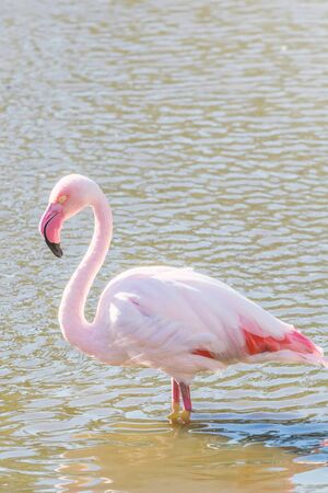 Pink Flamingo, Greater flamingo in their natural environment (Phoenicopterus roseus)の写真素材